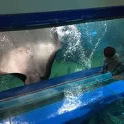 やぶ
