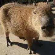 カピバラの画像