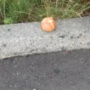 ミッチ