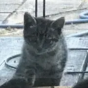 まうぽんの画像