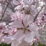 さくらの画像