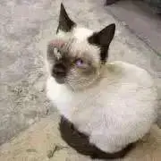 屑もち