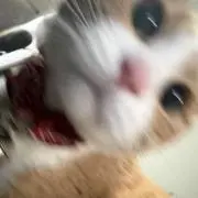 maroの画像