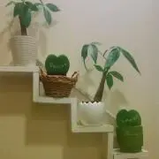 いちの画像
