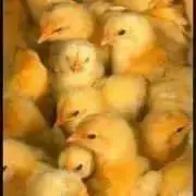 ひよこ 【プロフ必読お願いします！】の画像