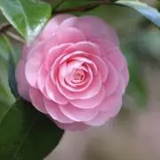 camelliaの画像