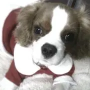 suzu