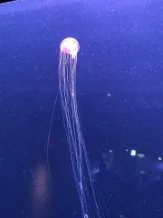 みにゃ