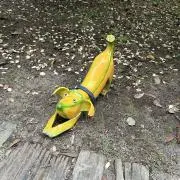 まりもの画像