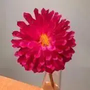 ユタコの画像