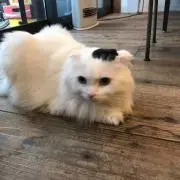 aoi