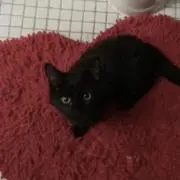 Uliの画像
