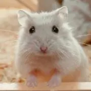 さとー