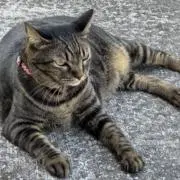 kuroの画像