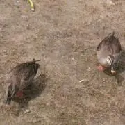 ちむ