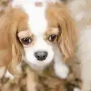 ぴのぴの