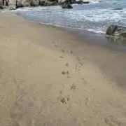 つばきの画像