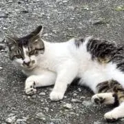 ルッキーナの画像