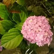 なーた。