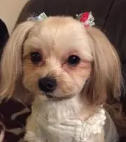 かよ