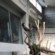 じぇね