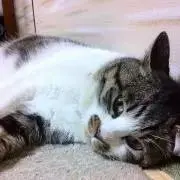 狩人さんの画像