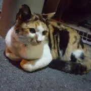 ぴー