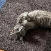 ねこ