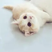 ちいの画像
