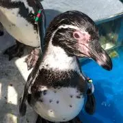 みきの画像