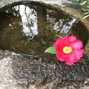 しゃもこ。