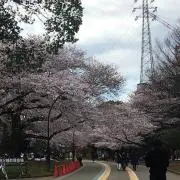 ぽんすけ