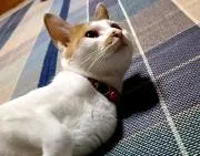 菫の画像