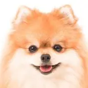 sの画像