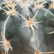 サボテン生育中の画像