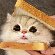 でぃんの画像
