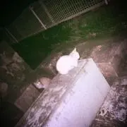 らむね
