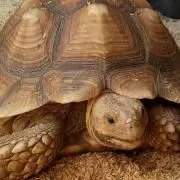ZOO FOODプロフ必読の画像