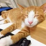 ひろろん