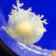 つたらあの画像