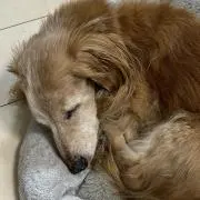 Runyboy