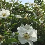 sachimaroの画像