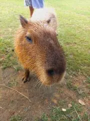 こだまの画像