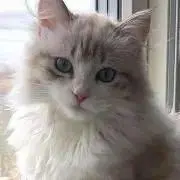 Rinの画像