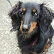 Chrisの画像
