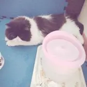 よっぴー