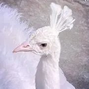 素