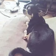 ドメスティック好き好き太郎の画像