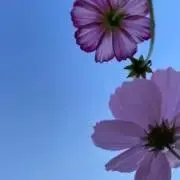 おりの画像