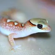 ありんぎ
